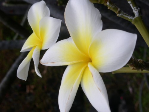 Plumeria